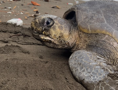 Bahía Solano fortalece la conservación de tortugas marinas con turismo biocultural